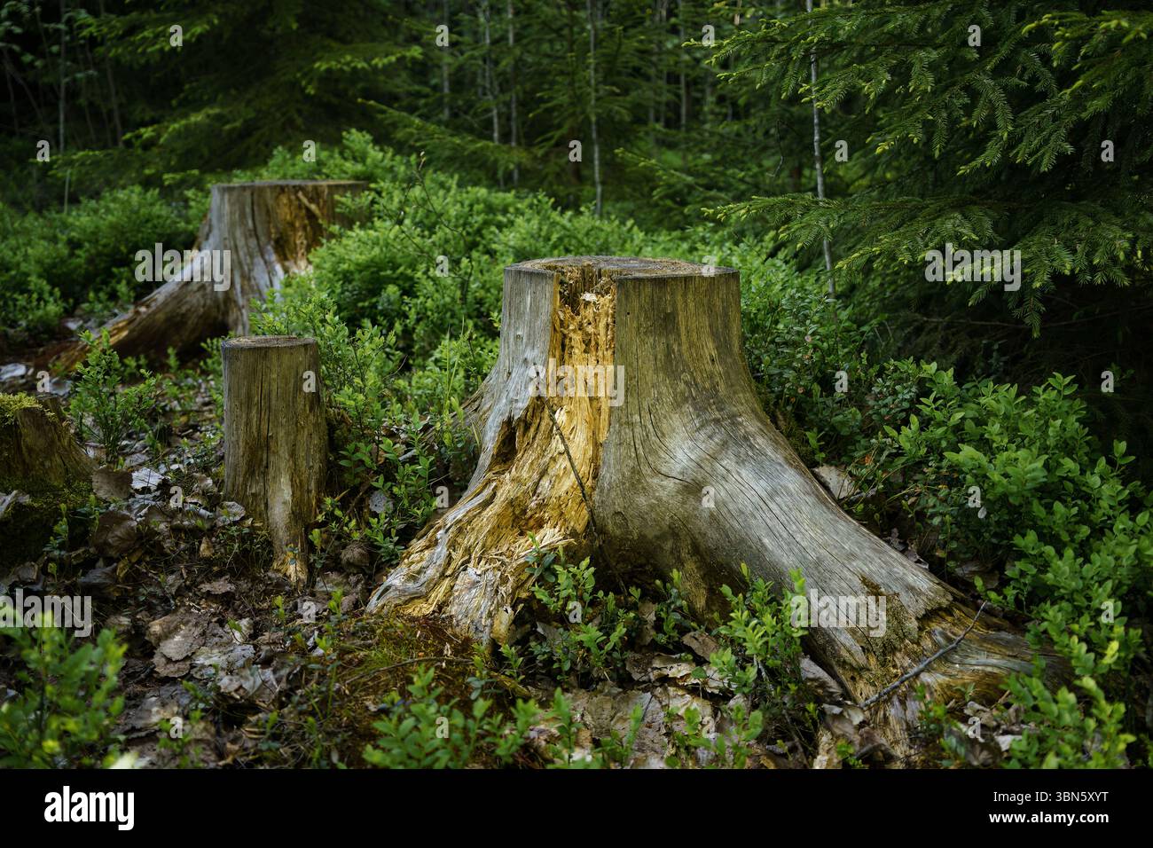 Weathered tree stumps surrounded by lush greenery in a forest Stock Photo