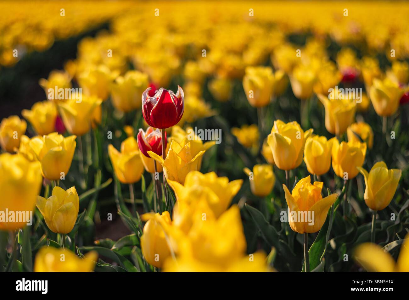 Colorful Tulip Fields in the Netherlands Stock Photo - Alamy