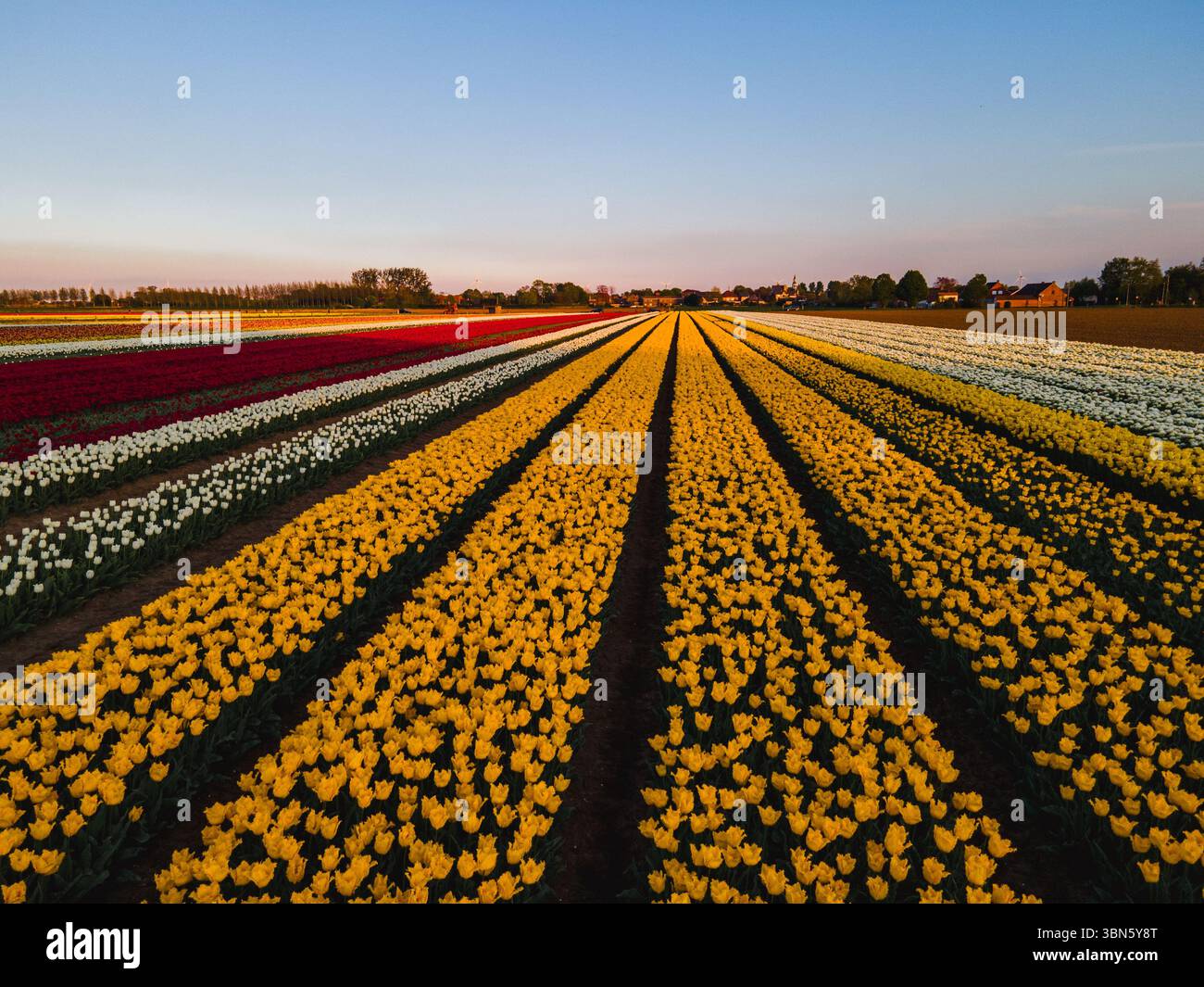 Aerial view of tulip fields in the Netherlands Stock Photo - Alamy