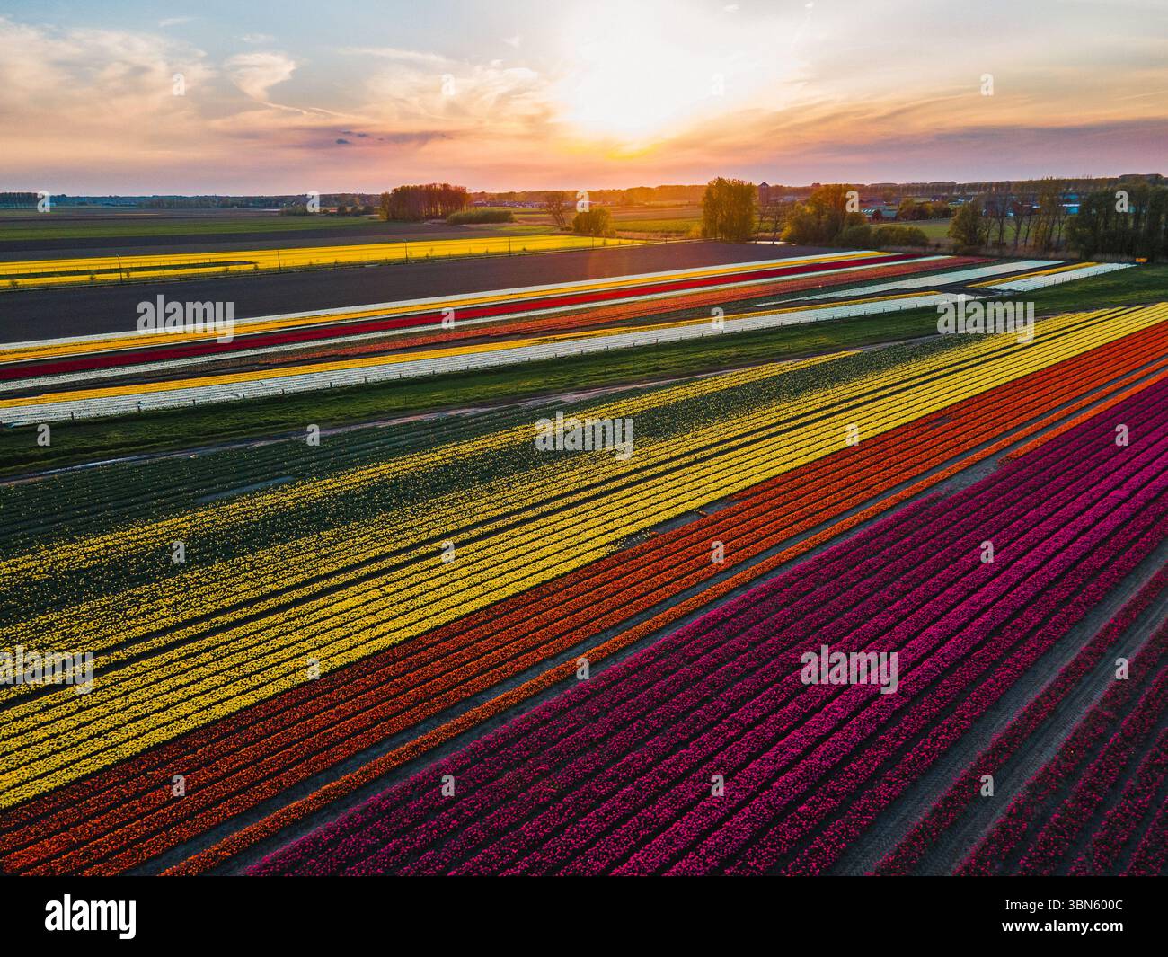 Aerial view of tulip fields in the Netherlands Stock Photo - Alamy