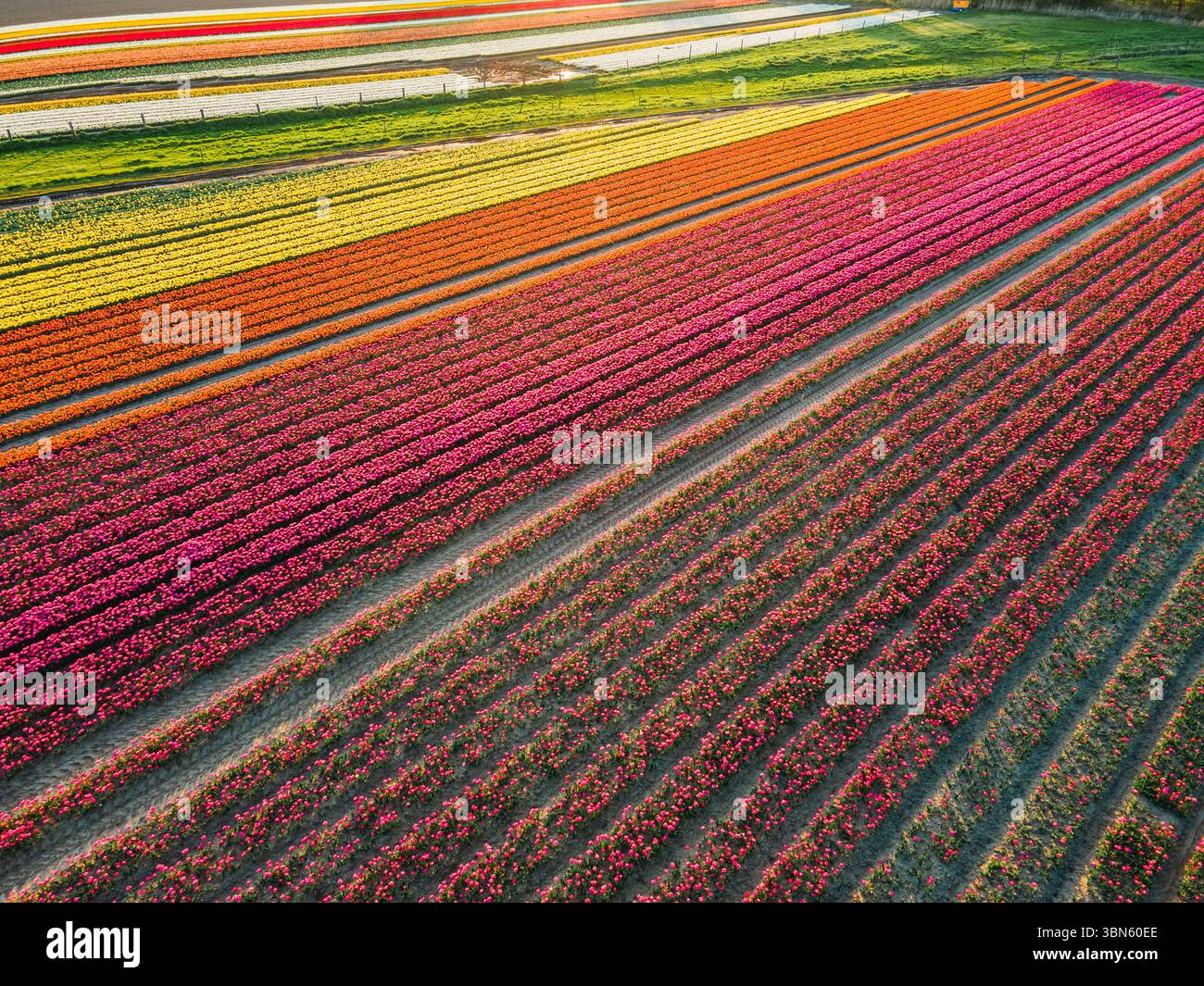 Aerial view of tulip fields in the Netherlands Stock Photo - Alamy