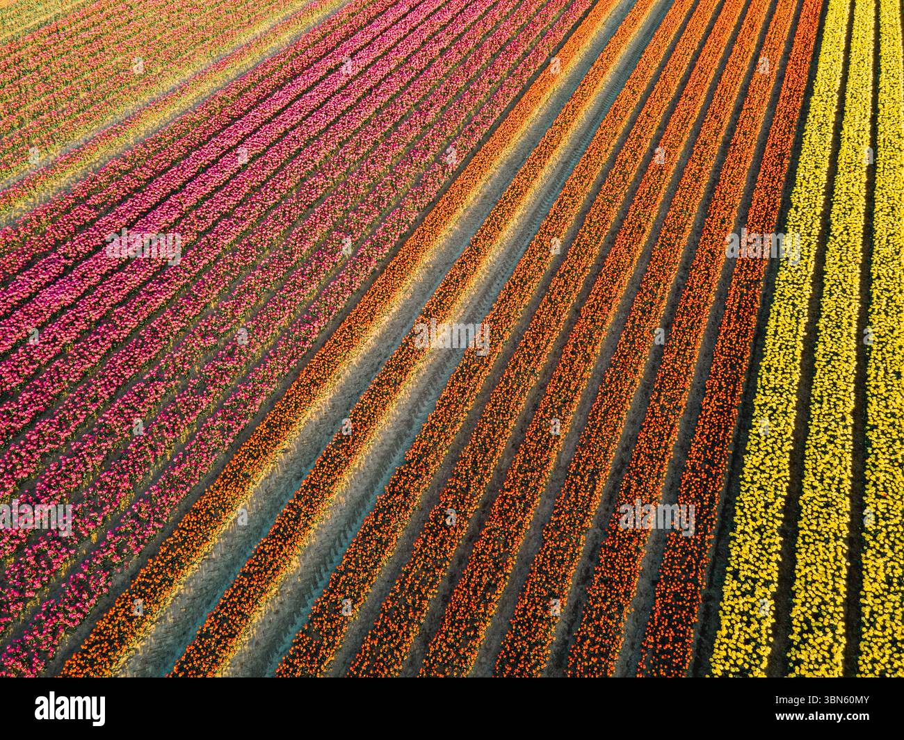 Aerial view of tulip fields in the Netherlands Stock Photo - Alamy