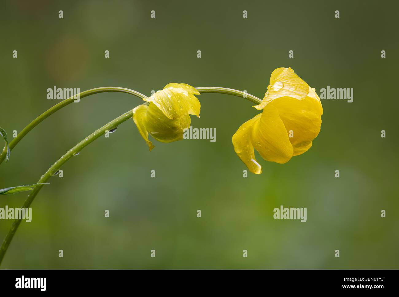 Globeflowers flowering Stock Photo