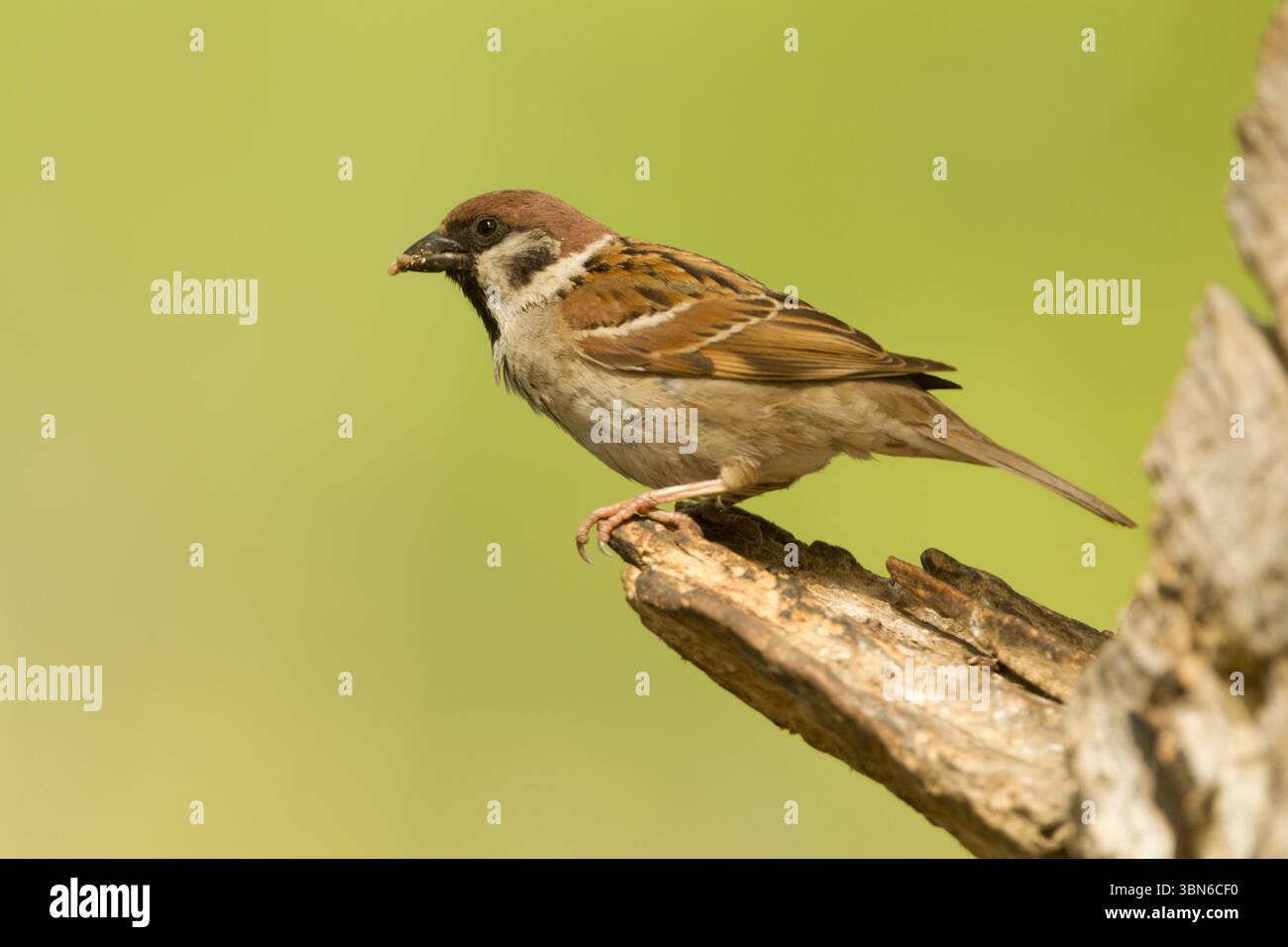 Eurasion tree sparrow (Passer montanus) adult close to its nesting site set against a smooth green background - Stock Image
