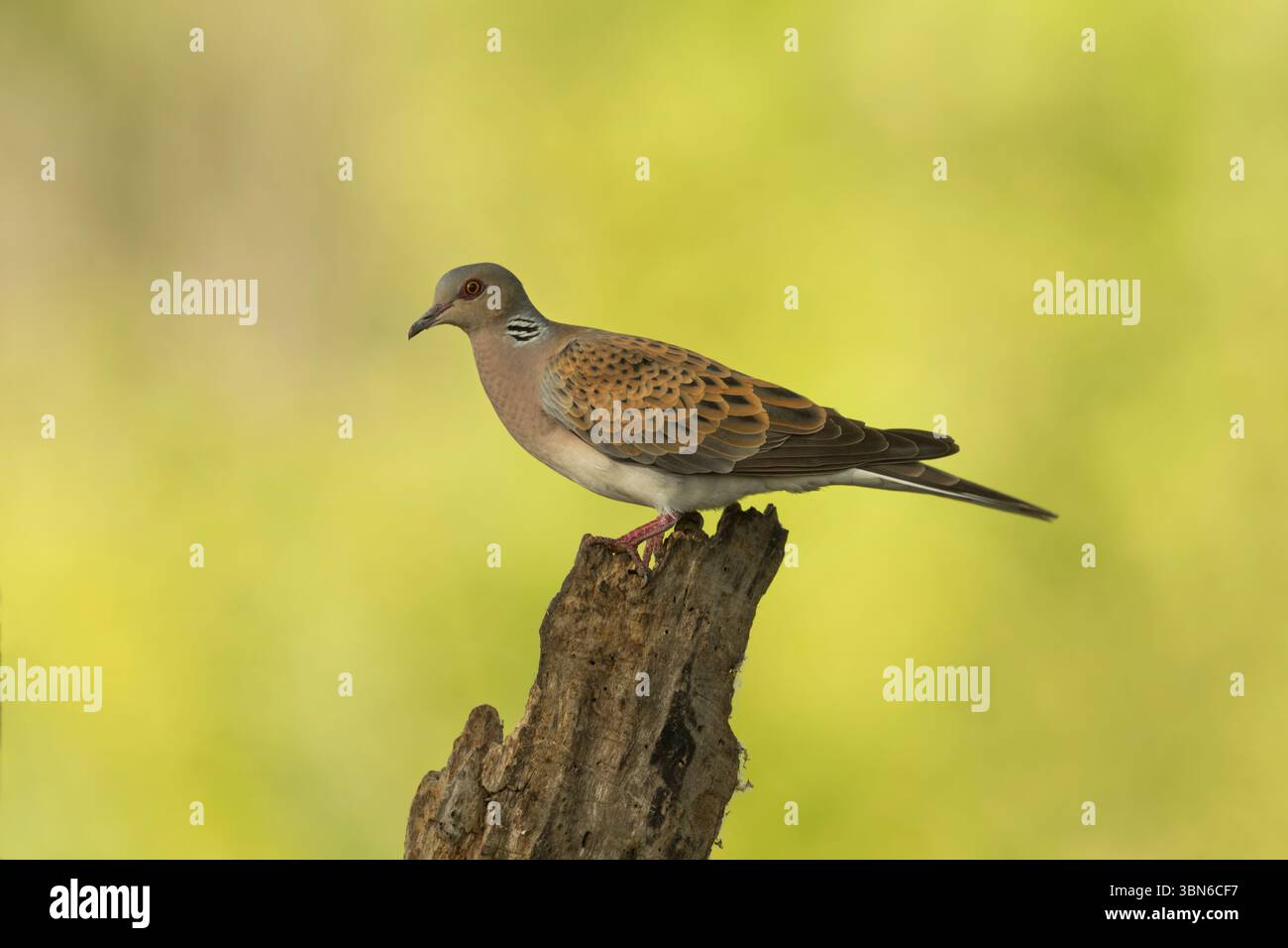 European turtle dove (Streptopelia turtur) adult on an old tree stump in bright green backlighting - Stock Image