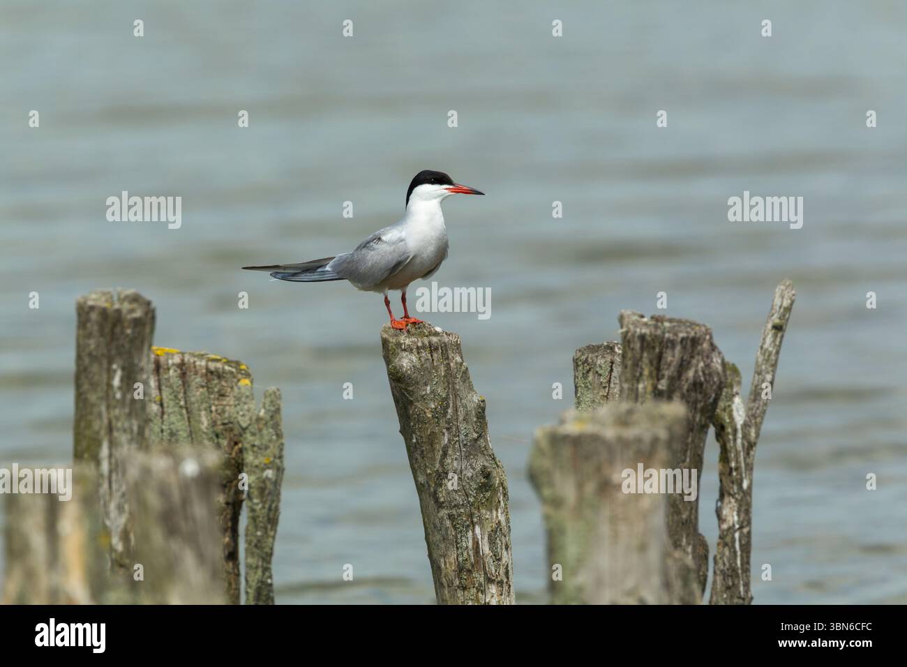 The common tern (Sterna hirundo) adult perched on an old wooden post in bright light and set against blue/grey water - Stock Image