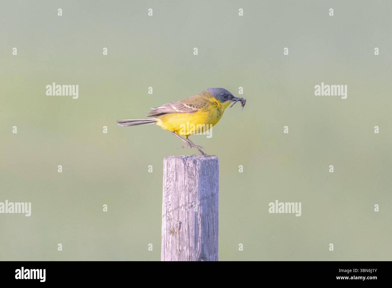 Yellow wagtail (Motacilla flava) Stock Photo