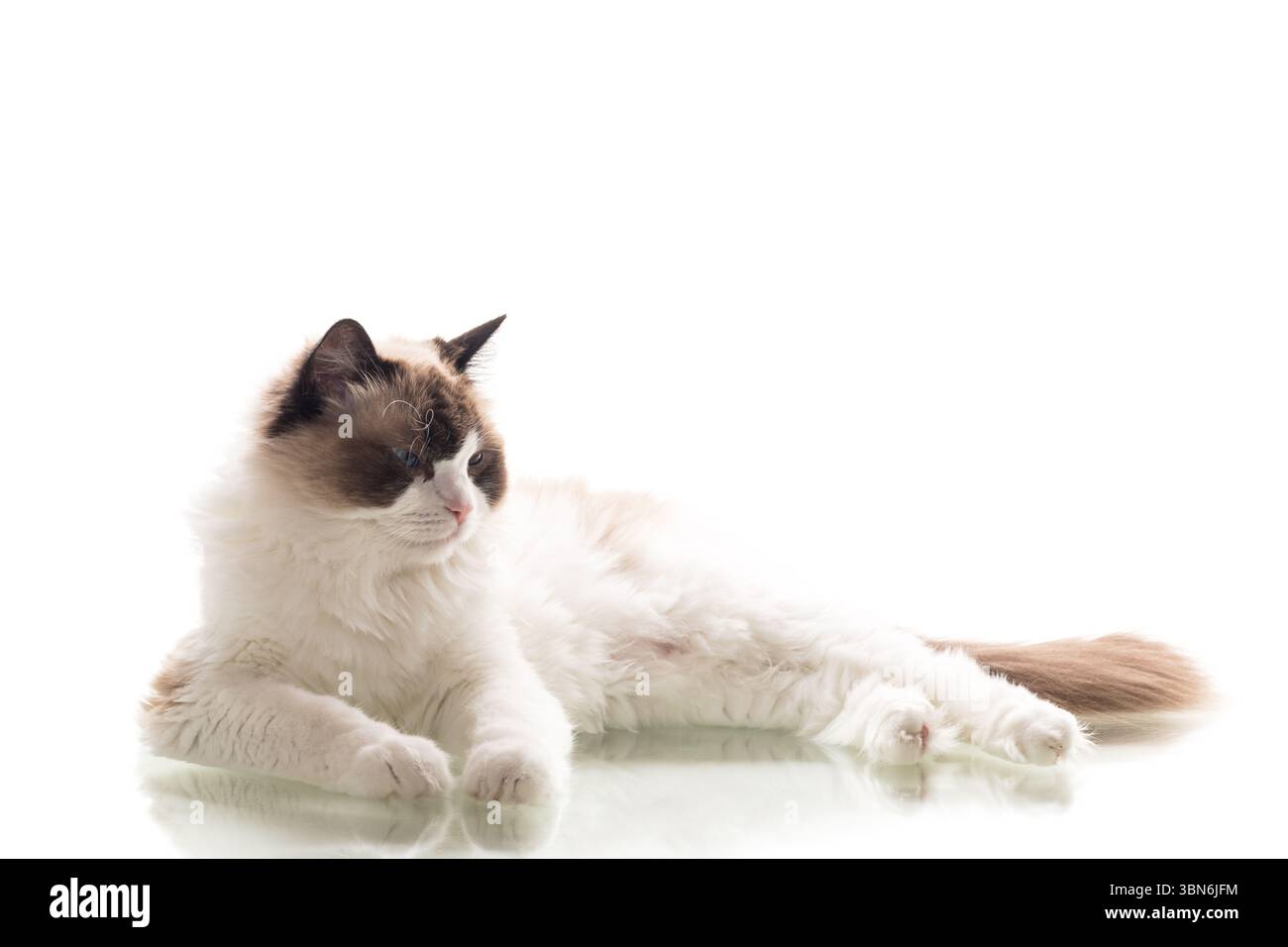 Beautiful Ragdoll cat sitting on white background Stock Photo - Alamy