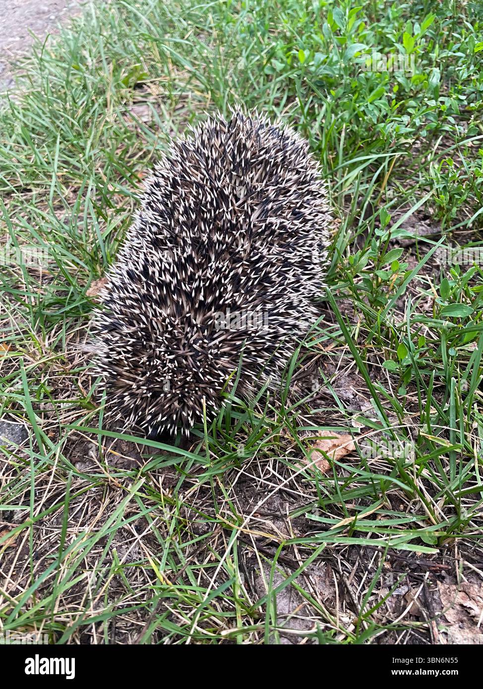 A hedgehog is standing in the grass. The hedgehog is brown and white. The grass is green and the hedgehog is surrounded by it Stock Photo