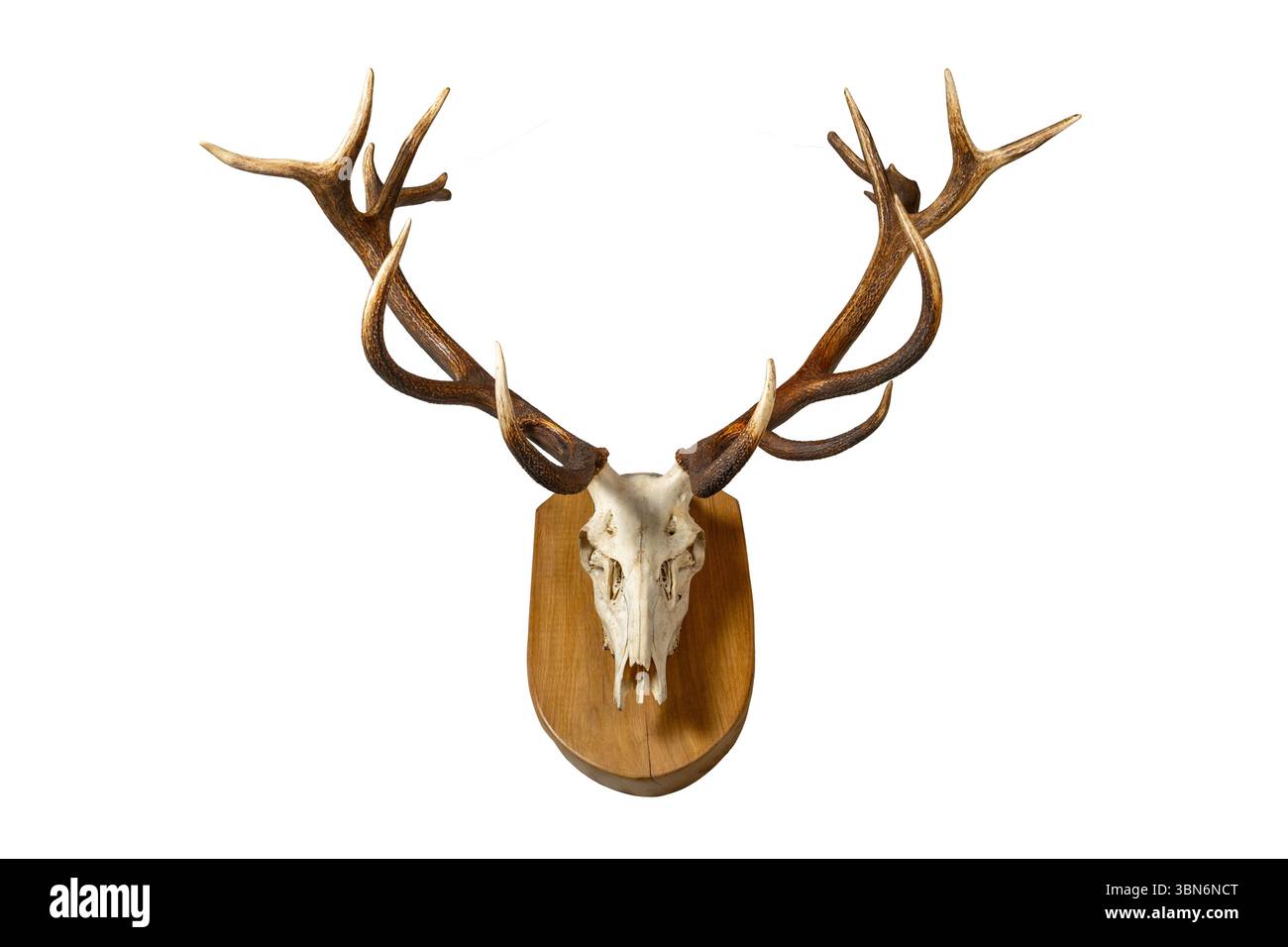 Deer head trophy on wall hi-res stock photography and images - Alamy