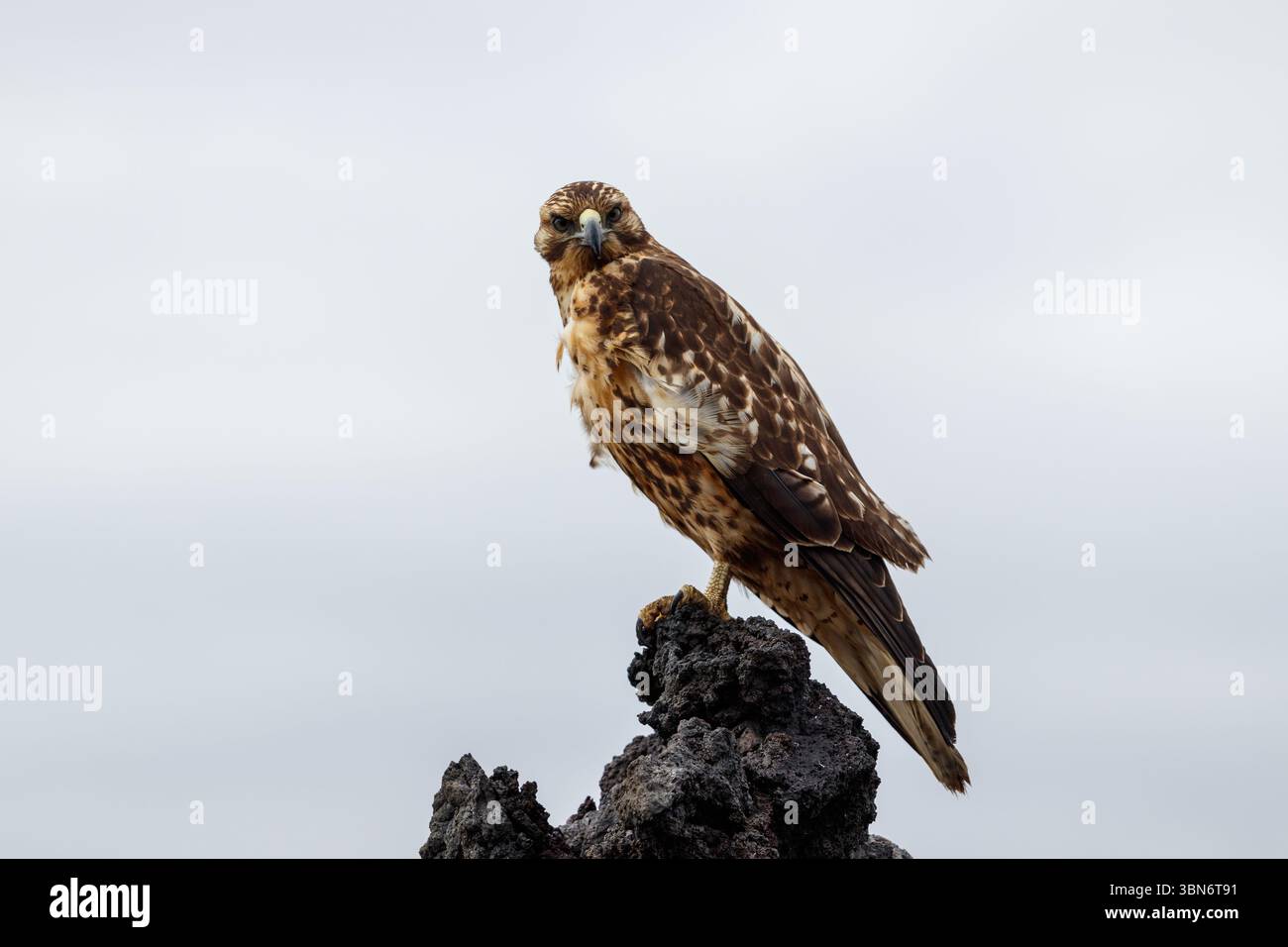 Galapagos hawk tree animal hi-res stock photography and images - Alamy