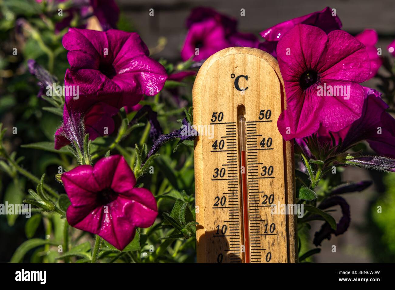Temperature too high for garden flowers, thermometer measures high temperature in the garden, flowers destroyed by heat wave Stock Photo