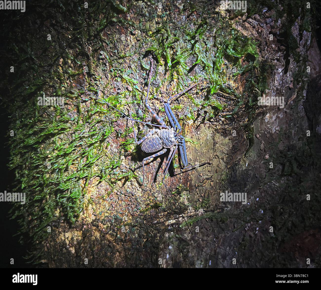 Amblypigid on tree at night, Tetepare Island, Western Province, Solomon Islands Stock Photo