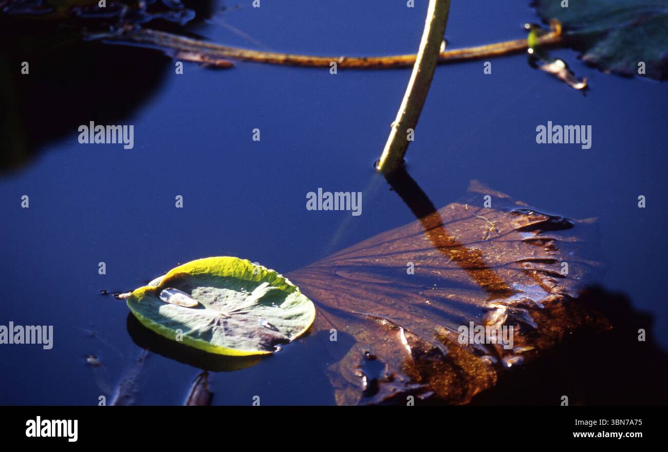 Yellowing Lily Pad Floating on Reflective Pond Stock Photo