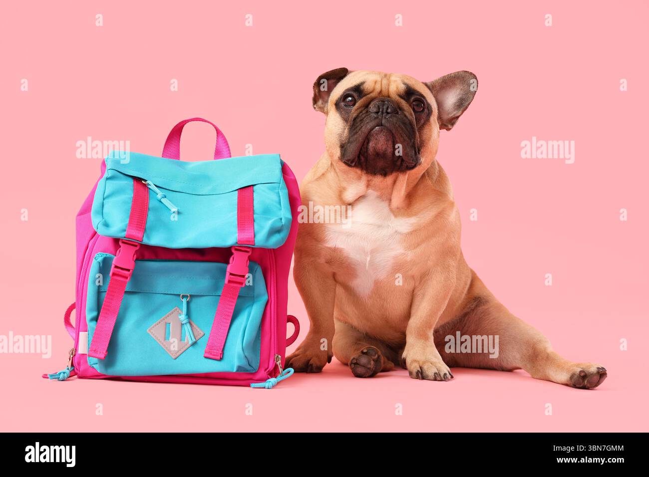 Cute French bulldog with school backpack on pink background Stock Photo