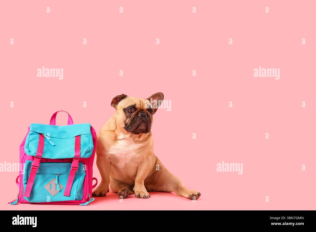 Cute French bulldog with school backpack on pink background Stock Photo