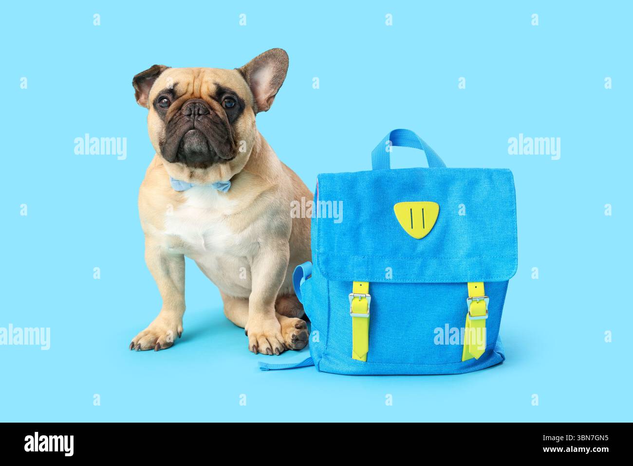 Cute French bulldog with school backpack on blue background Stock Photo