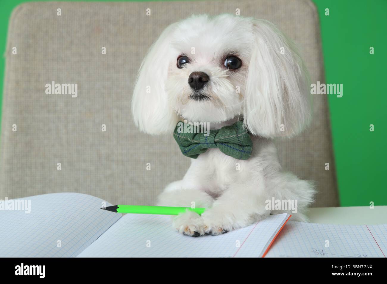 Cute Maltese dog in bow sitting by table with pencil and notebook on ...