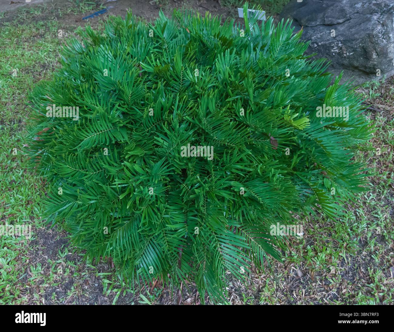 Zamia integrifolia hi-res stock photography and images - Alamy
