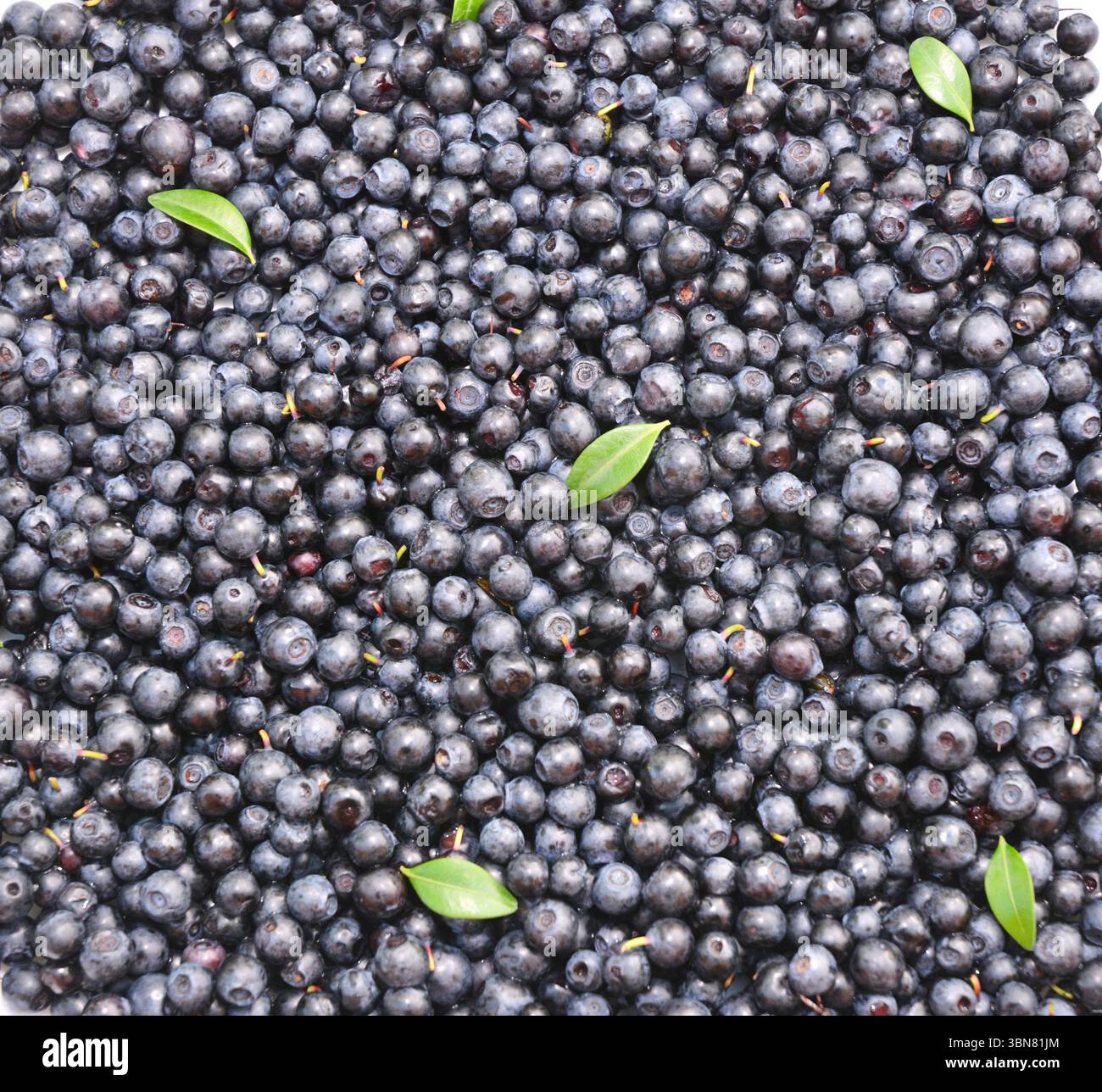 Organic superfoods bilberries textured background. Bilberries are high in fibre and antioxidants but are especially known for their high anthocyanin c Stock Photo