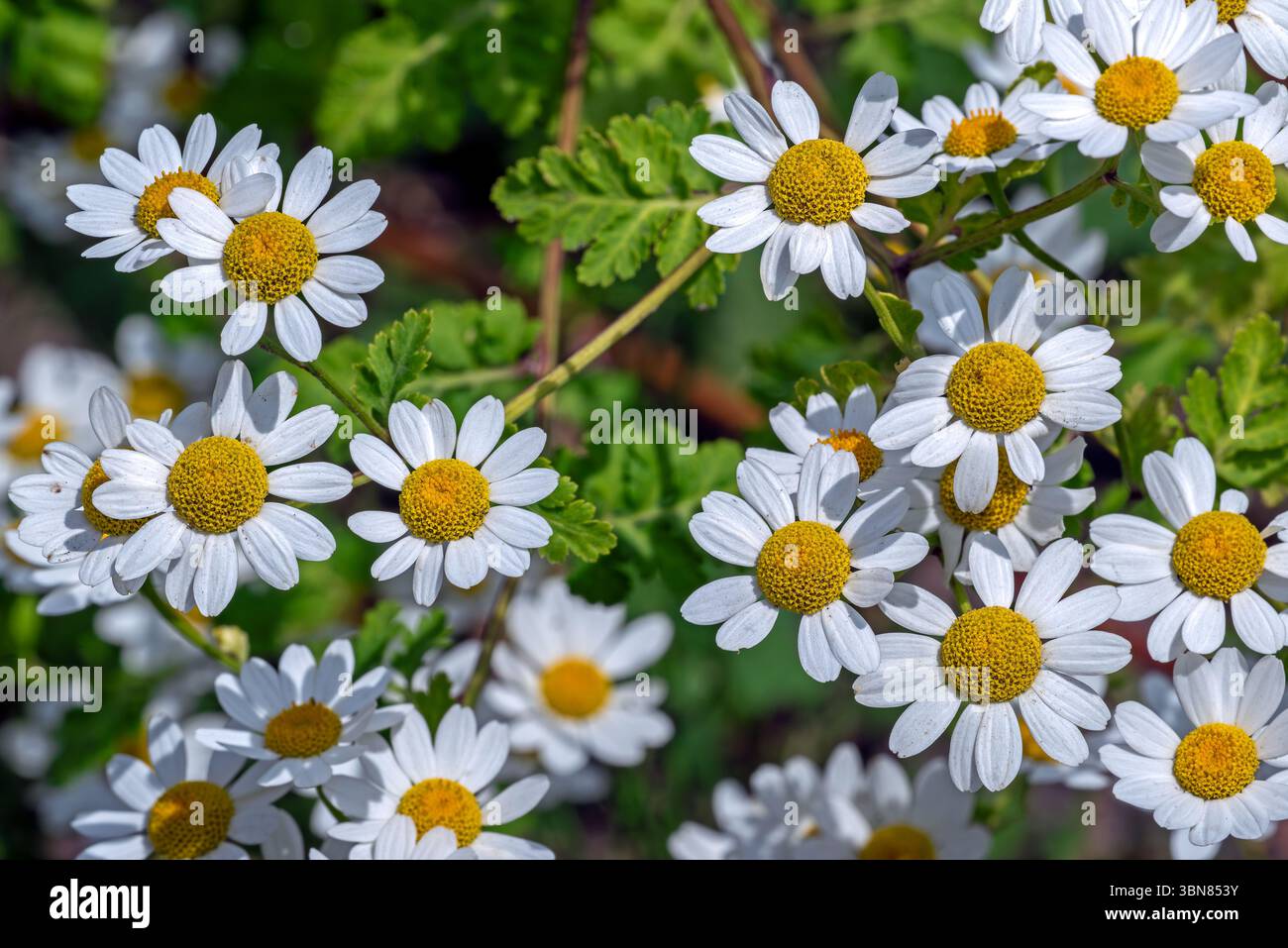 Feverfew (Tanacetum parthenium / Chrysanthemum parthenium) in flower in late spring / early summer Stock Photo