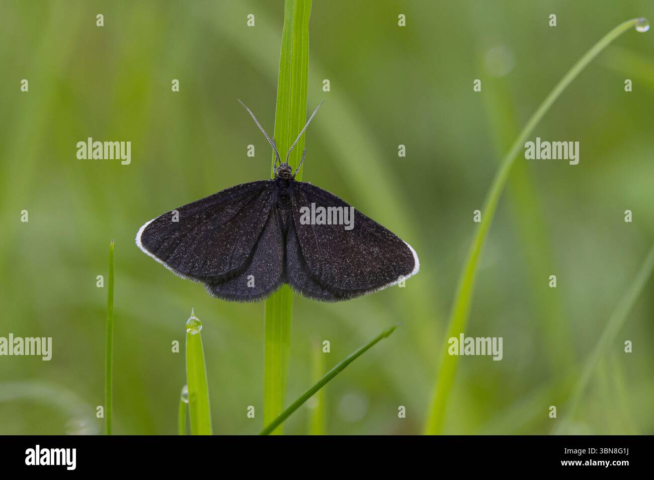 Schwarzspanner, Schwarz-Spanner, Kaminfegerle, Odezia atrata, chimney sweeper, Le Ramoneur Stock Photo