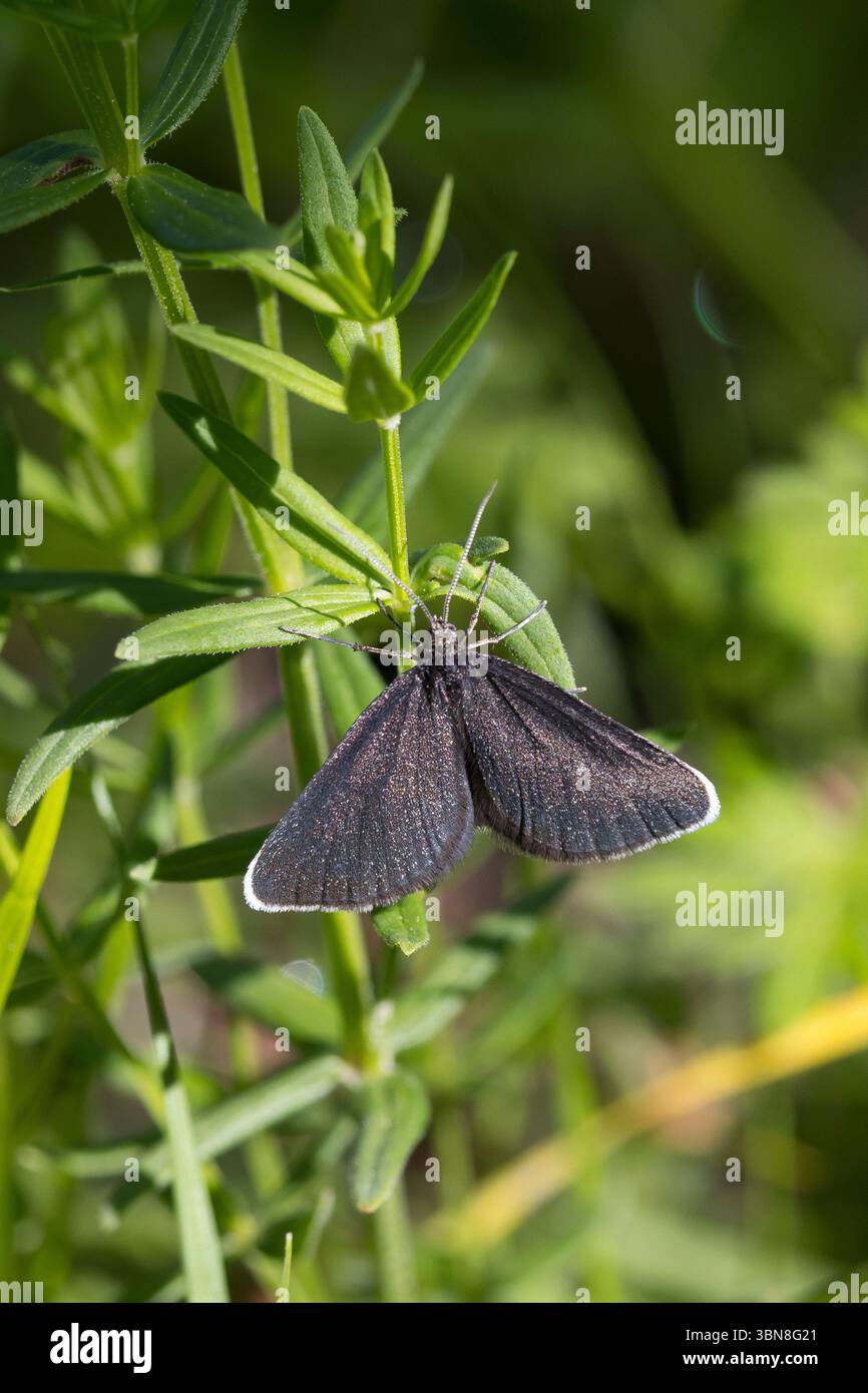 Schwarzspanner, Schwarz-Spanner, Kaminfegerle, Odezia atrata, chimney sweeper, Le Ramoneur Stock Photo