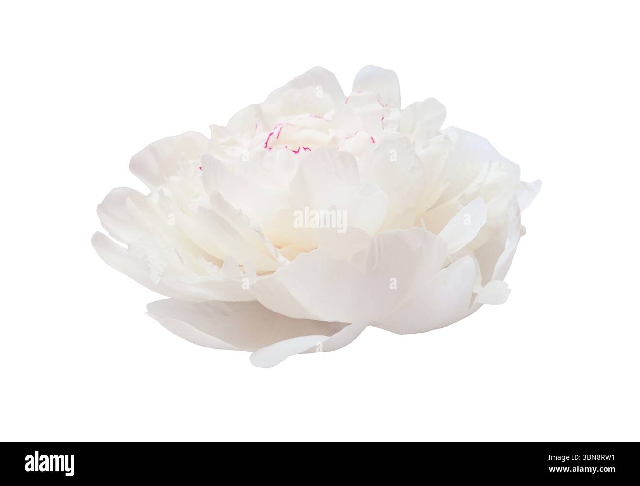 Close up isolated a beautiful white peony blossom of on a transparent ...