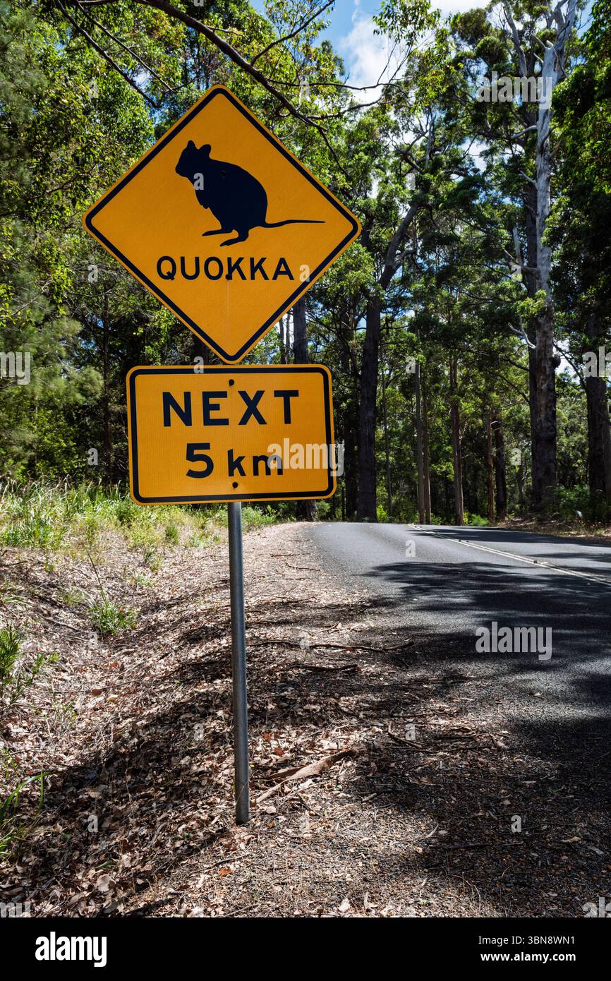Quokkas hi-res stock photography and images - Alamy
