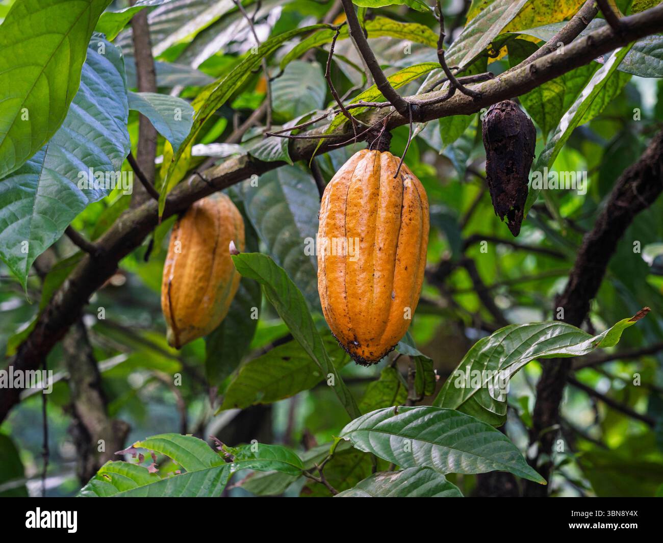 Closeup view of ripe cacao pod on branch of cocoa tree or theobroma cacao, Java, Indonesia Stock Photo