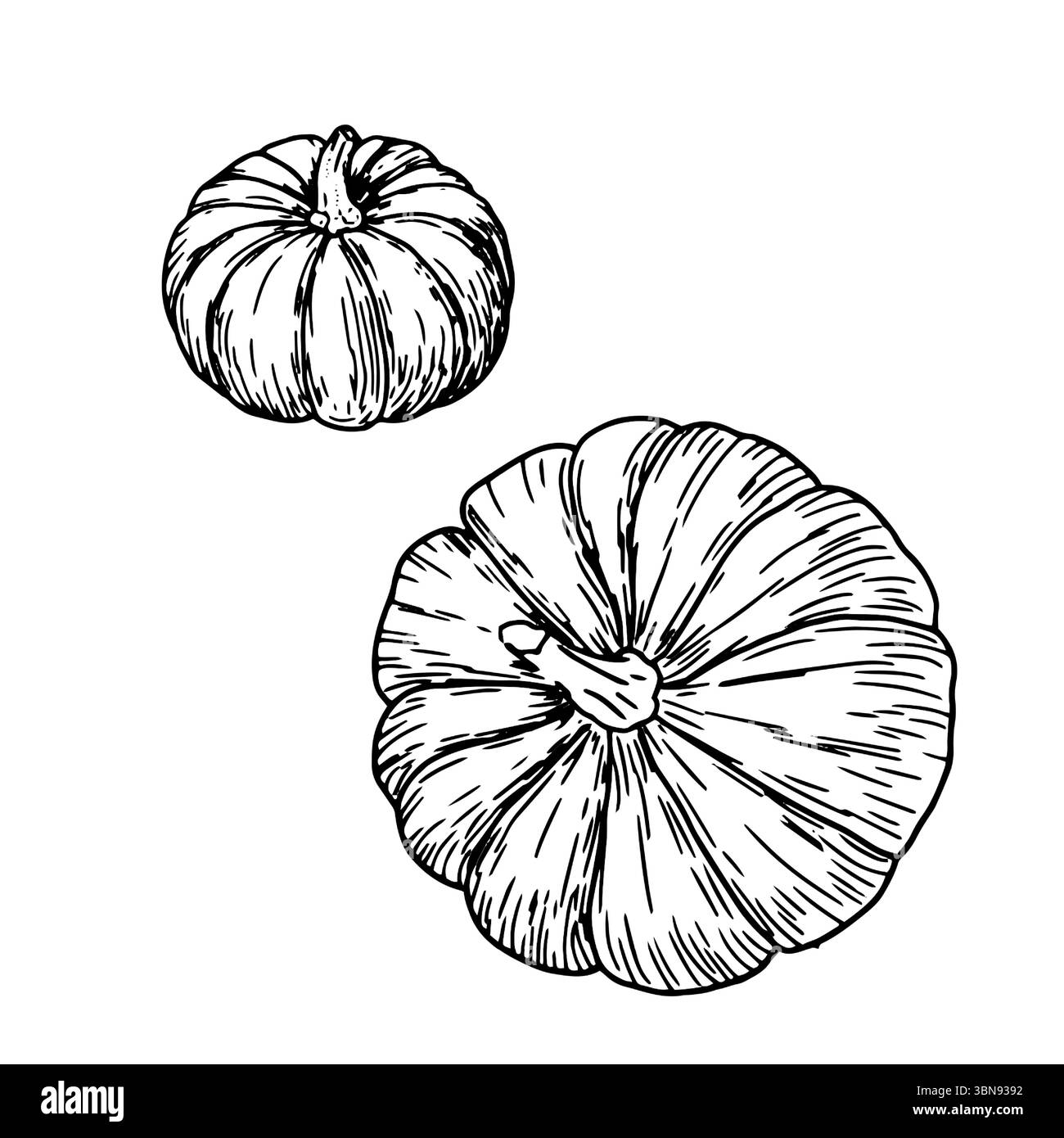 Vegetable garden pumpkins Black and White Stock Photos & Images - Alamy