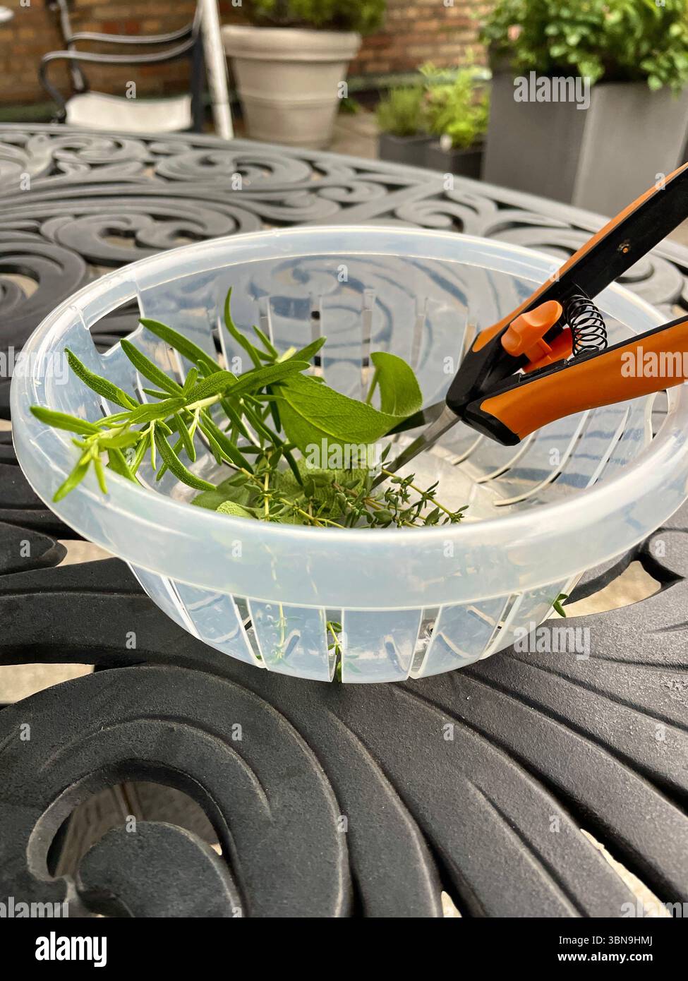 Close up of a bowl and scissors of fresh herbs harvested from a residential garden, 2025, USA - Smartphone Captured Stock Image