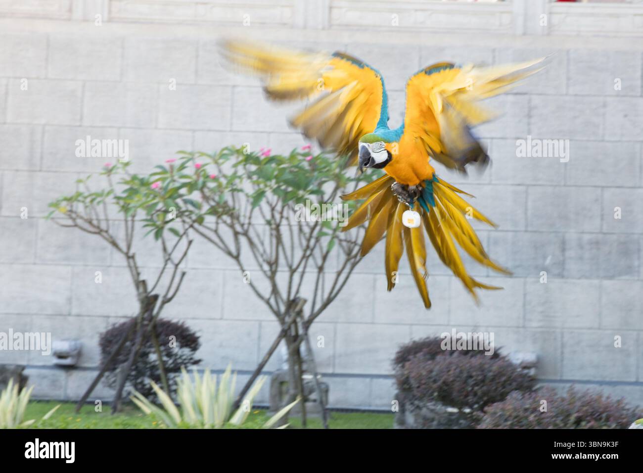 Picture of Macaw owners let their birds fly for training at Chiang Kai-shek ...