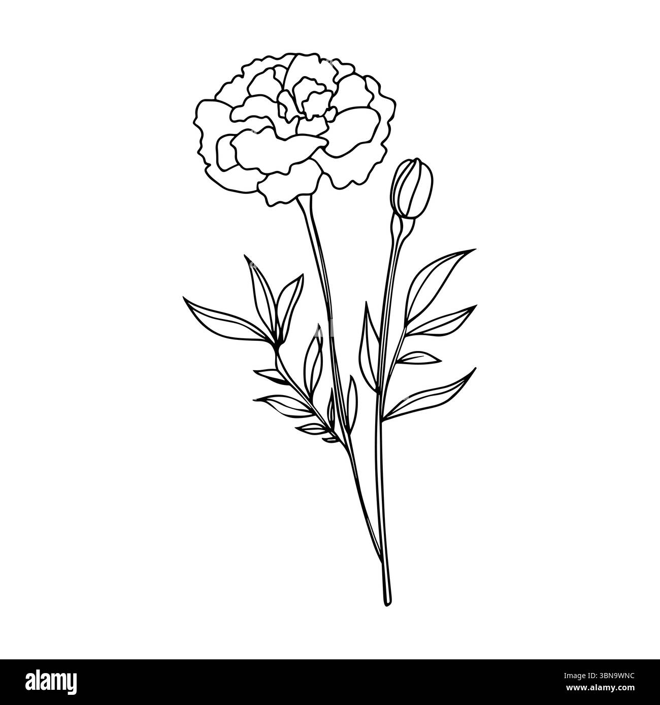 Line art marigold, carnation flower on stem. Vector outline monochrome floral icon isolated on white background. Herbal plant logo design Stock Vector