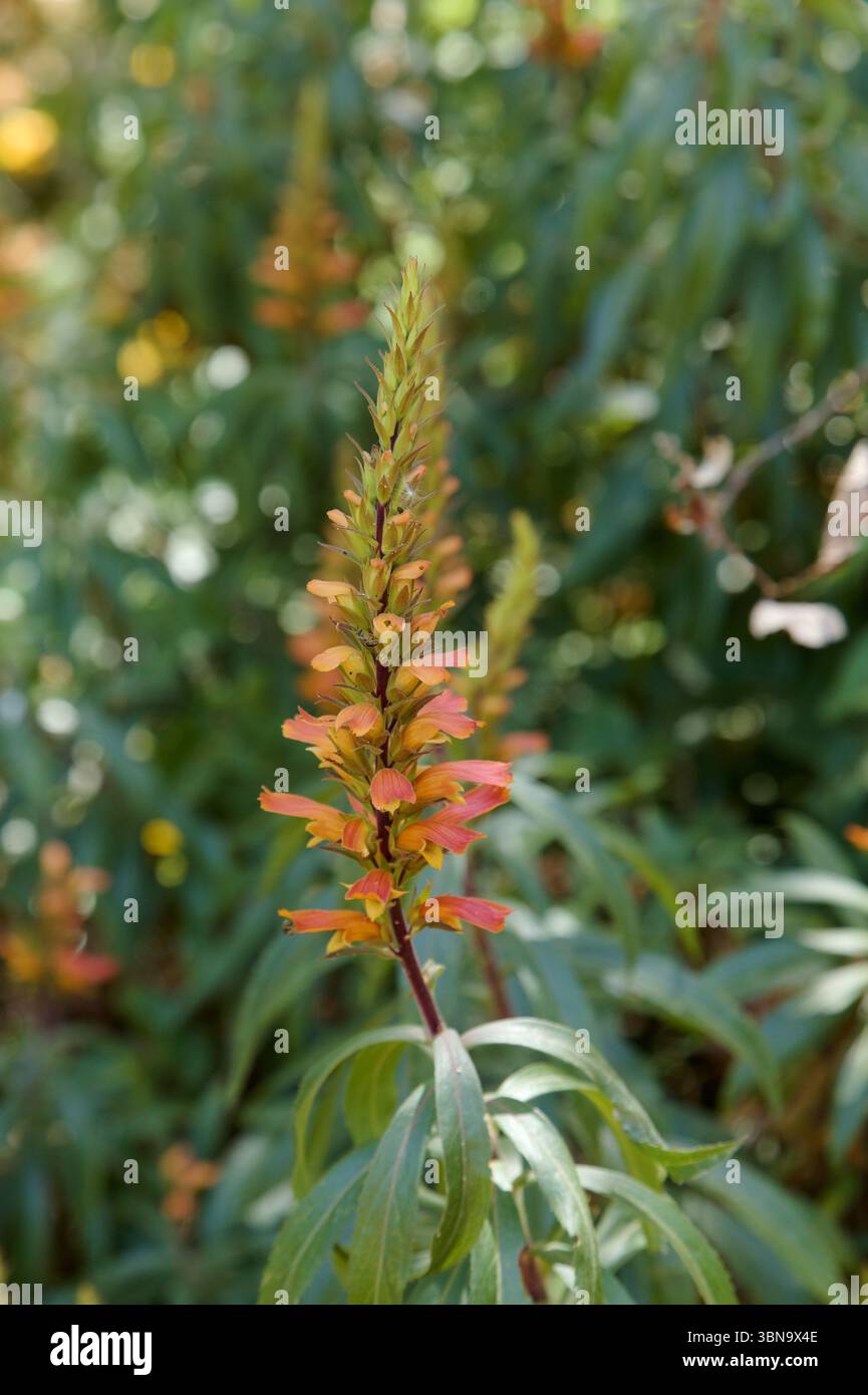 Flora of Gran Canaria - orange and red flowers of Isoplexis isabelliana,  plant endemic to Gran Canaria endangered species associated with Canary  Pine Stock Photo - Alamy
