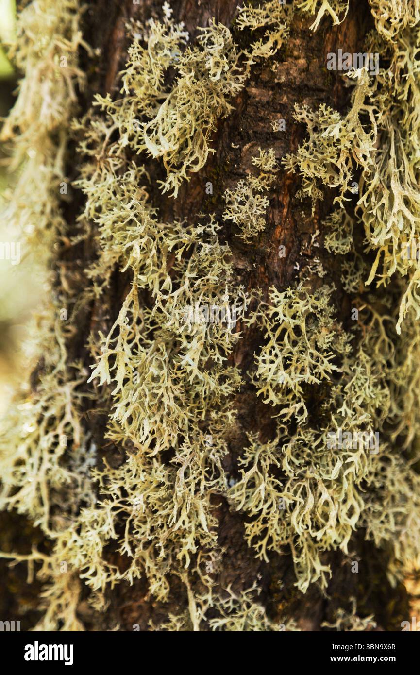 Biota of Gran Canaria - oakmoss, Evernia prunastri, on small tree ...
