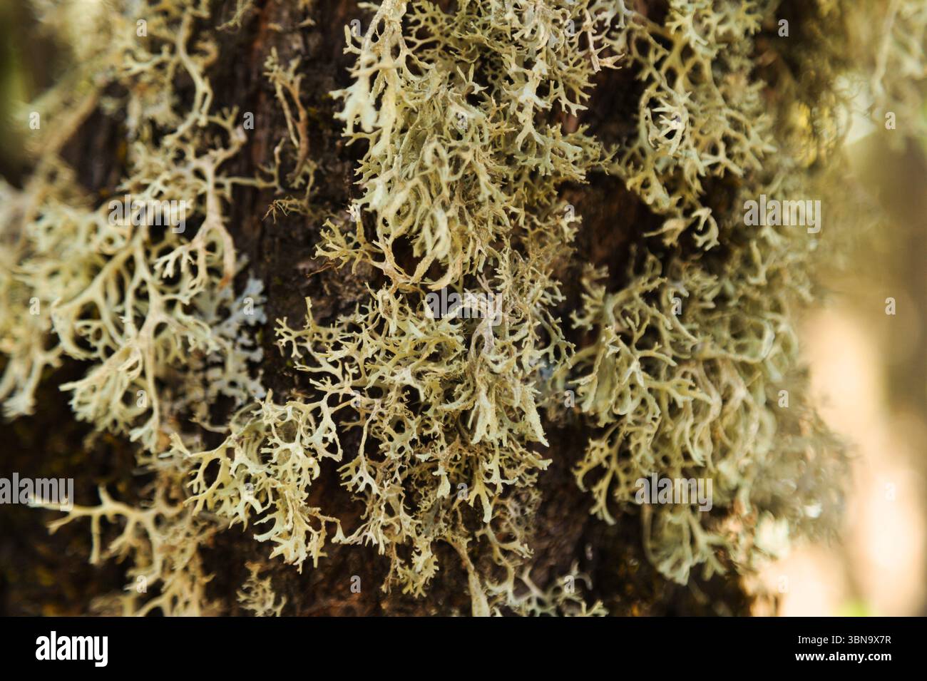 Biota of Gran Canaria - oakmoss, Evernia prunastri, on small tree ...