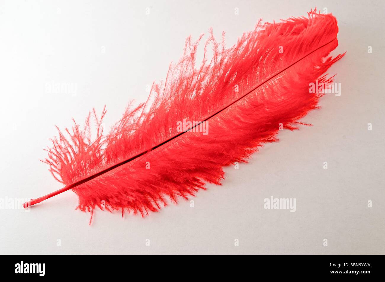 Diagonal single large red wispy feather isolated on a white background Stock Photo