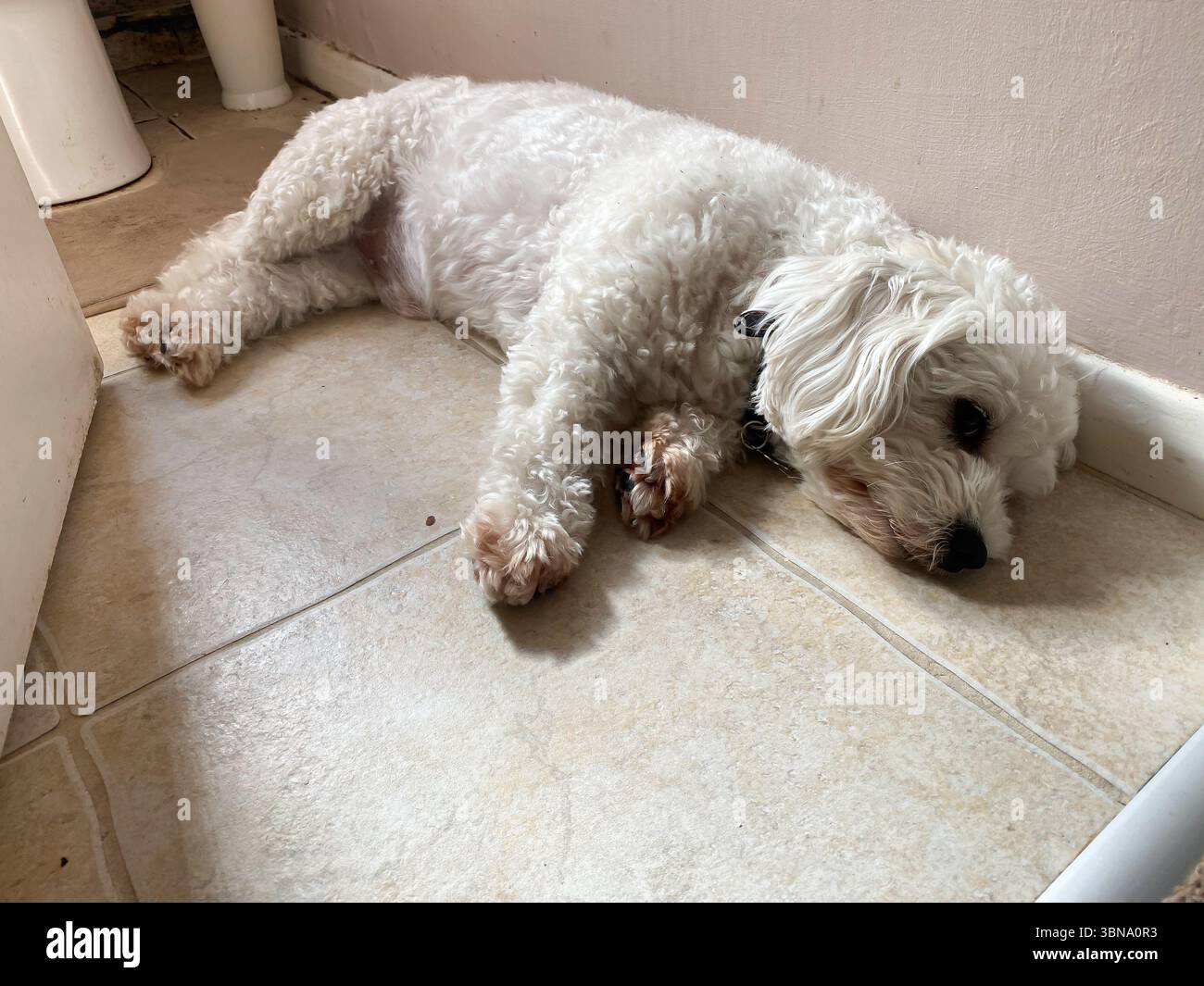 A small, white cavapoo dog struggles to keep cool during a heatwave. He lies on the cold, tiled floor of a downstairs bathroom. - Smartphone Captured Stock Image