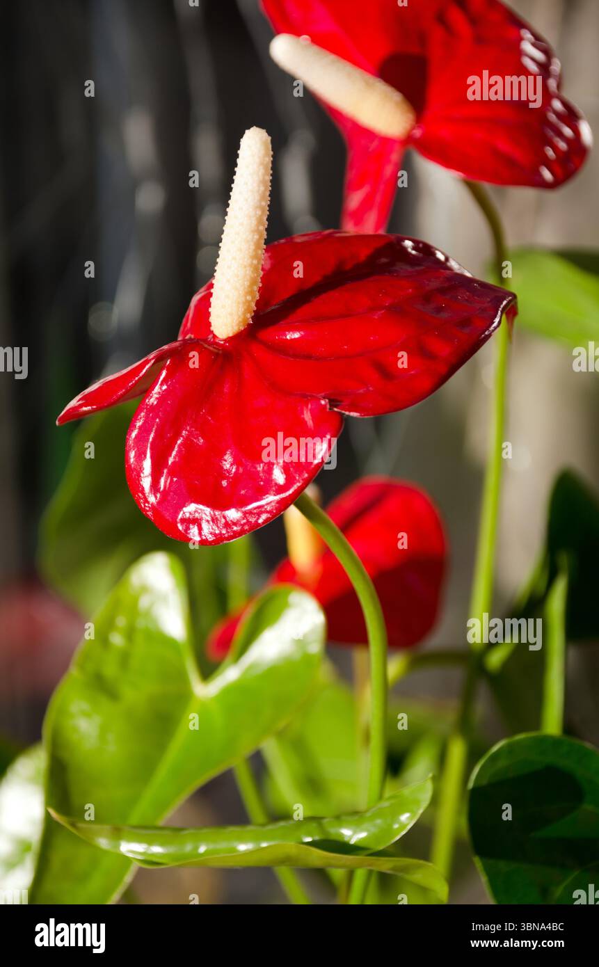 plante cam Wyze Cam Vase
