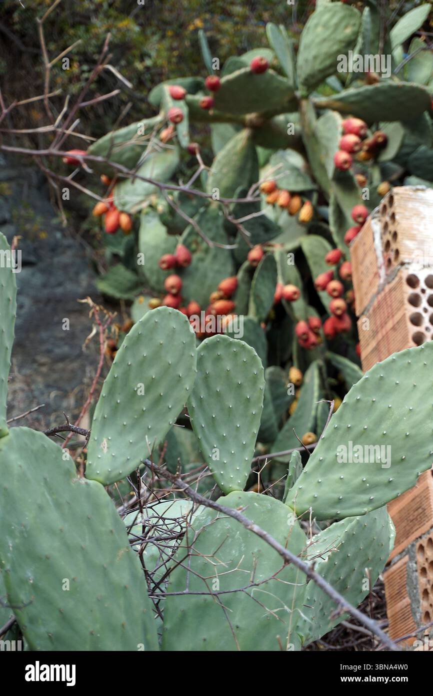 Sharp angled spiny cactus hi-res stock photography and images - Alamy