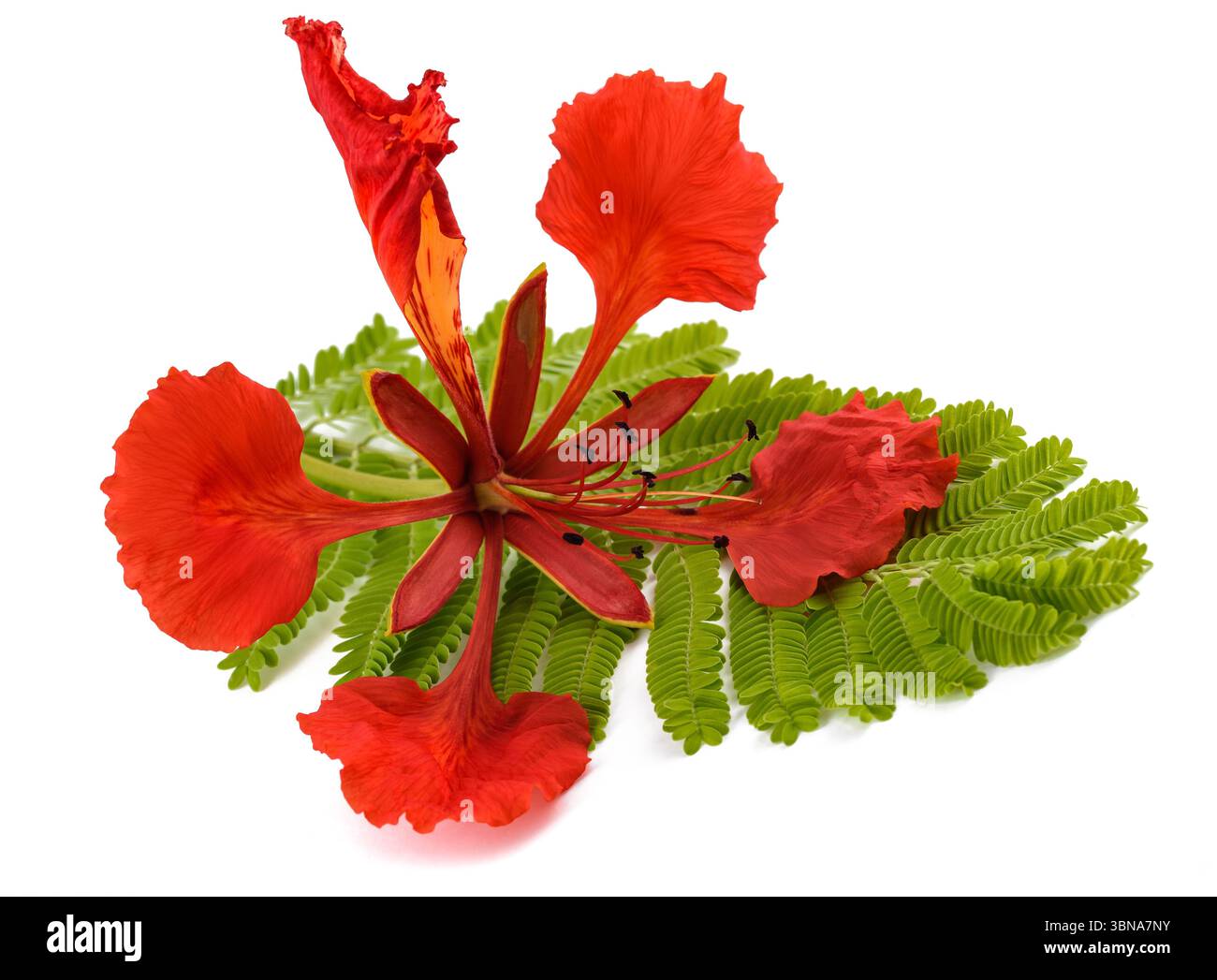 Flamboyant flower and leaf isolated on white Stock Photo