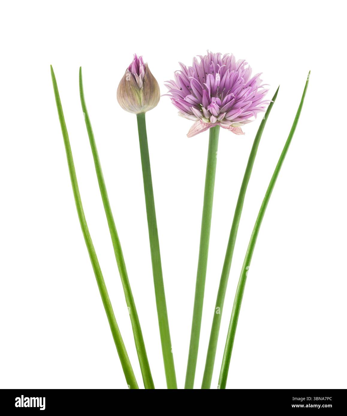 Fresh Chives  isolated on white background Stock Photo