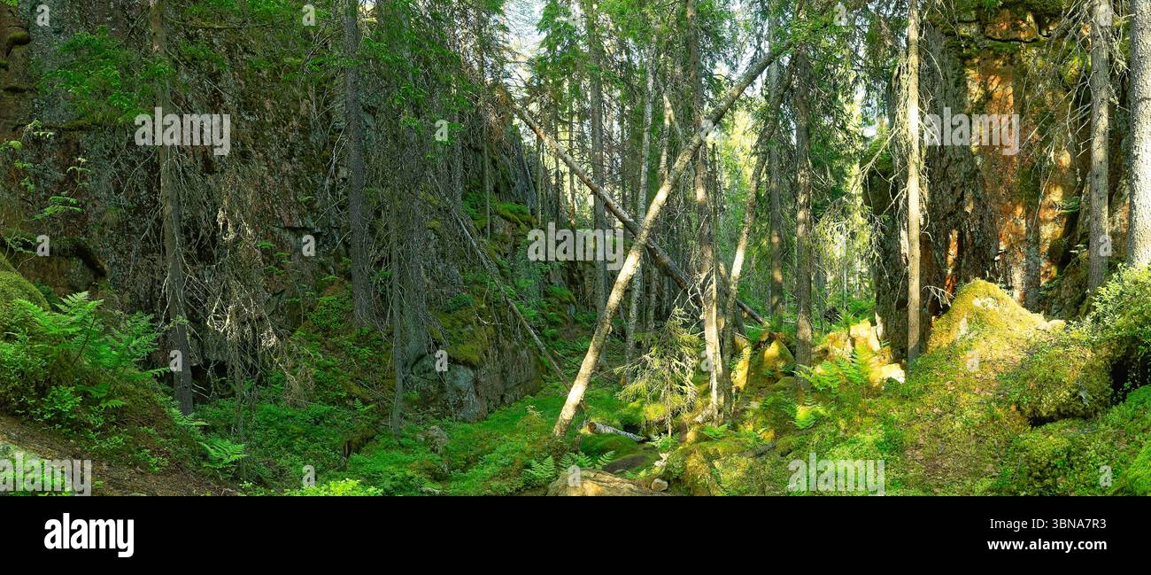 Surrounded lush moss covered rocks hi-res stock photography and images ...