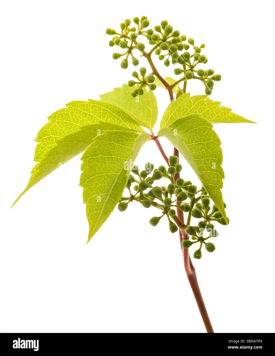 Virginia creeper plant with berries isolated on white Stock Photo