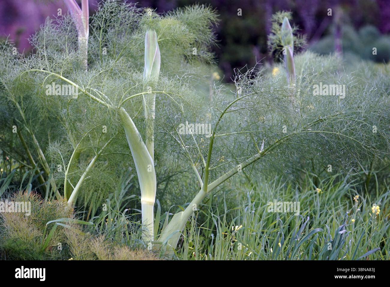 Long slender arching stems hi-res stock photography and images - Alamy