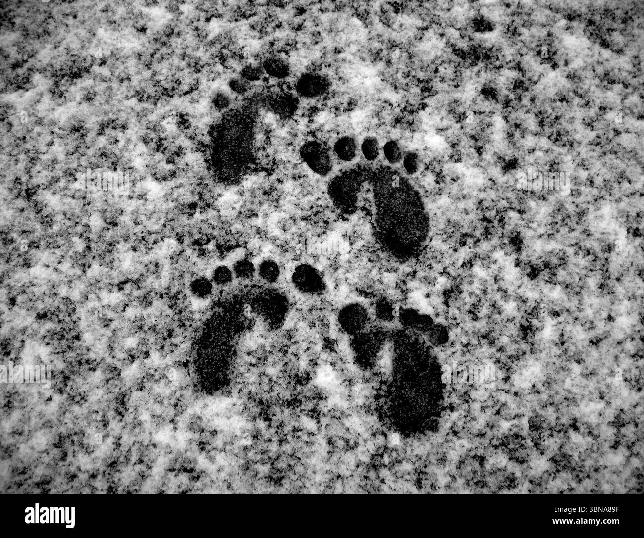 Black and white handmade footmarks on a thinly snow-covered surface ...