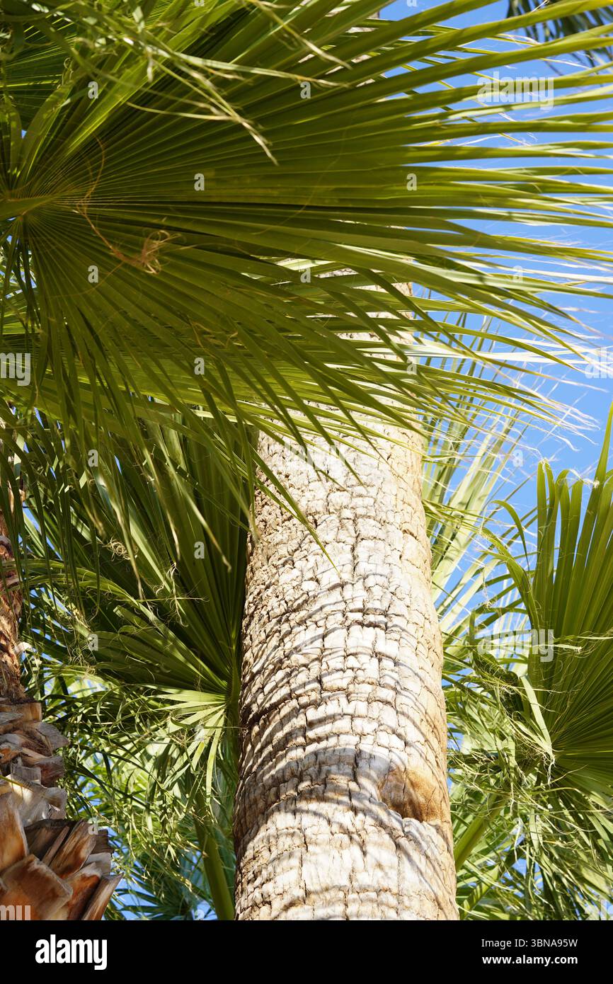 Tree Trunk Color Code What Color Is The Trunk Of A Palm Tree