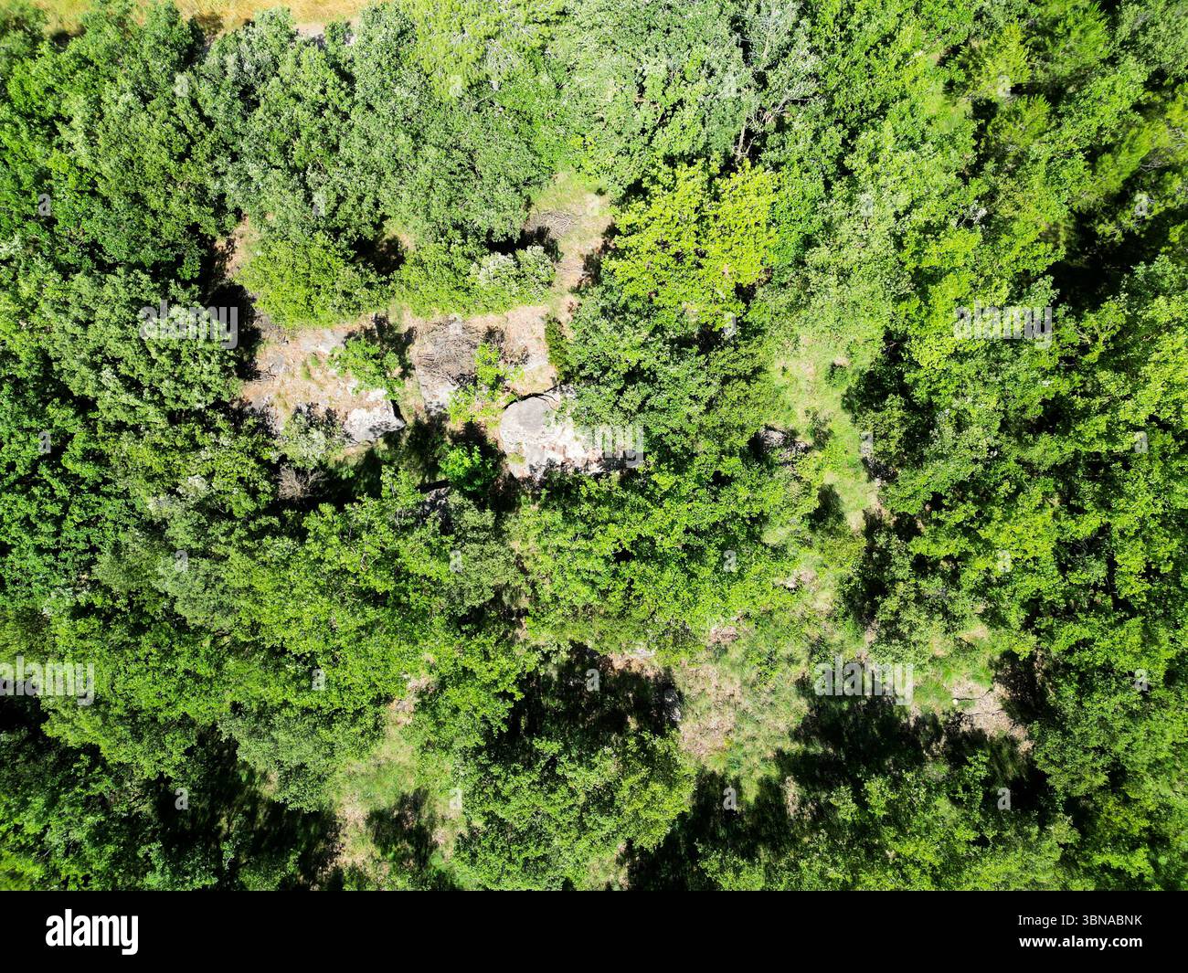 Birds eye canopy view hi-res stock photography and images - Alamy