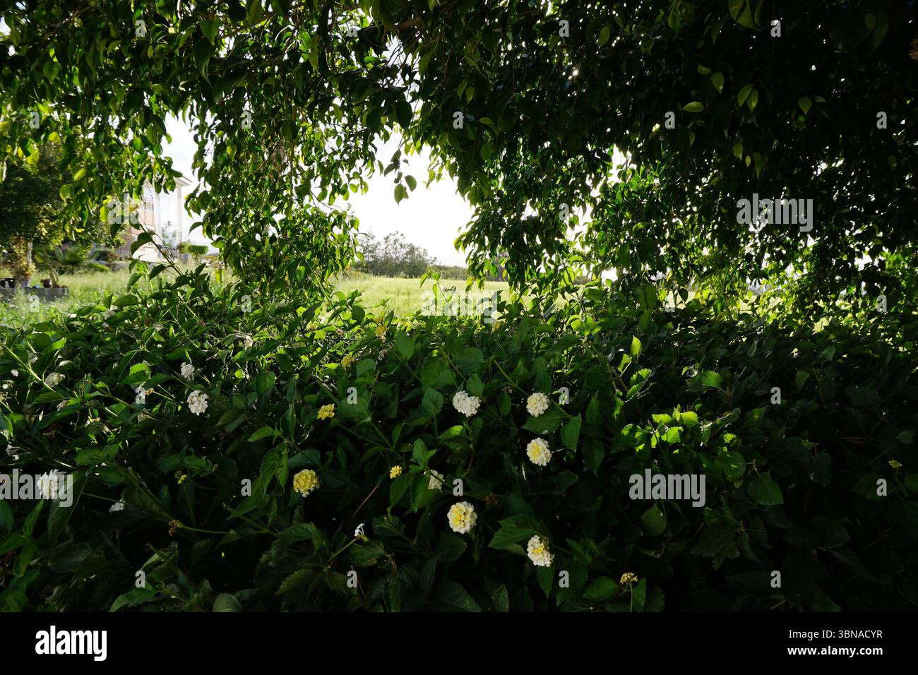 Verdant field stretches hi-res stock photography and images - Alamy